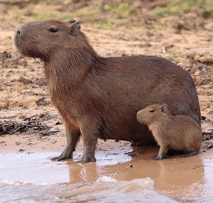 Filhote de capivara com mãe