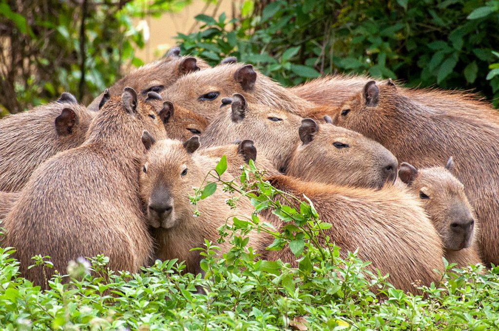 Grupo social de capivaras
