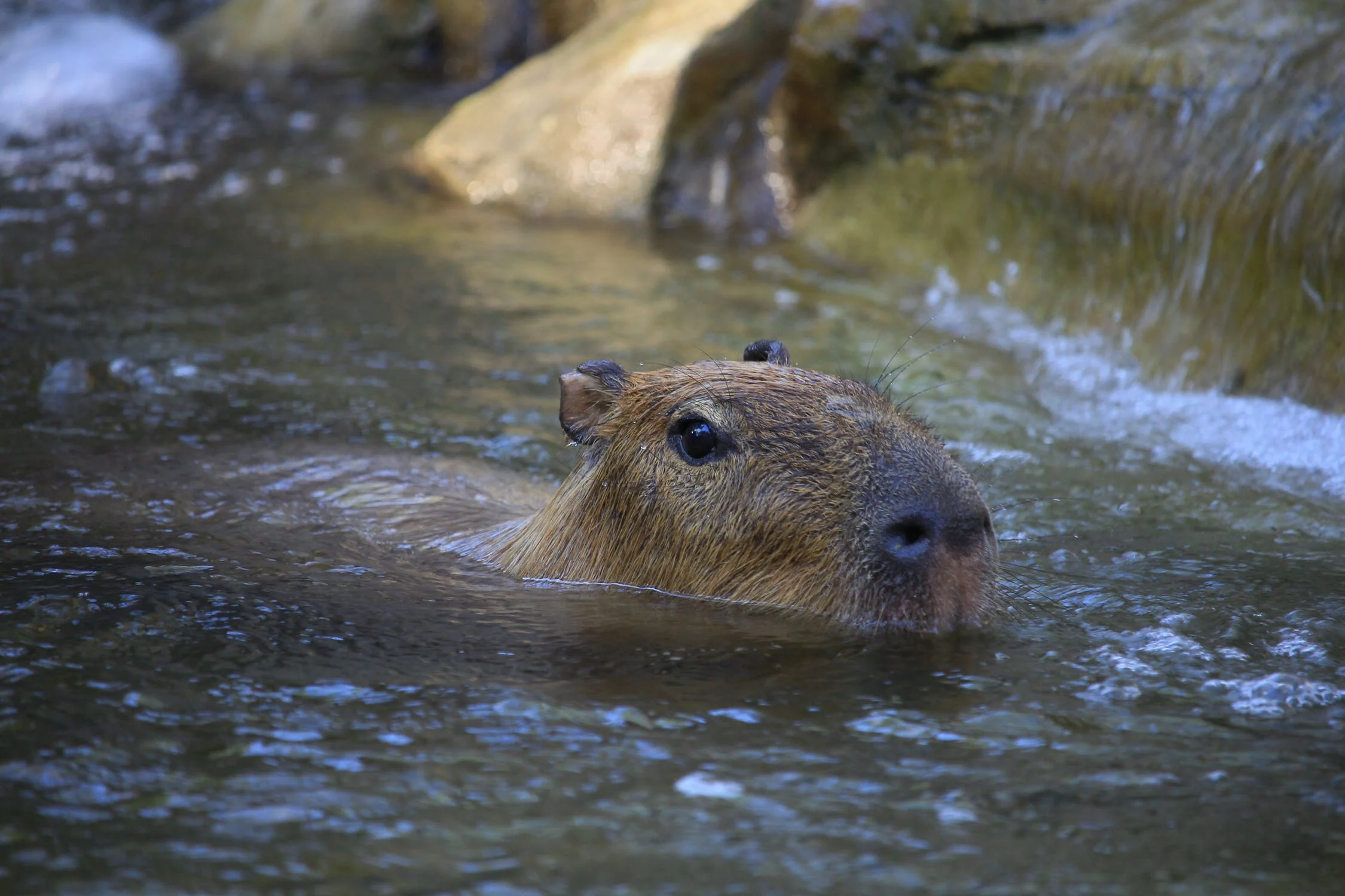 Capivara em seu habitat natural