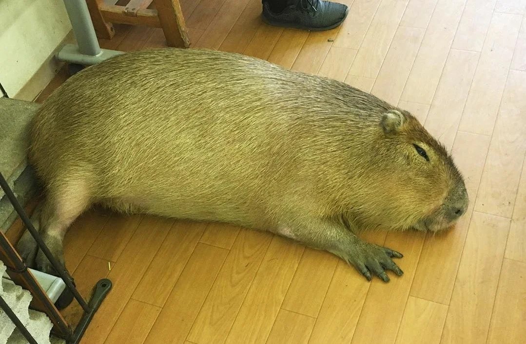 Capivara em estado de paz